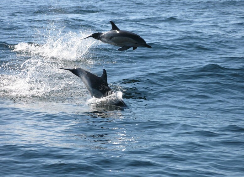 Picture 2 for Activity Sesimbra: Eco-friendly Dolphin Watching Tour