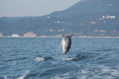 Sesimbra: Tour ecologico di avvistamento dei delfini