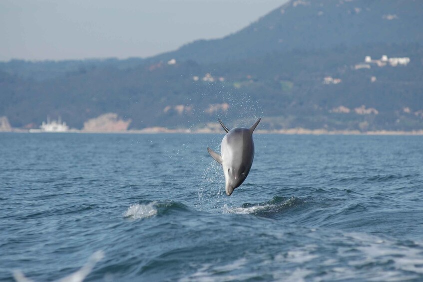 Sesimbra: Eco-friendly Dolphin Watching Tour