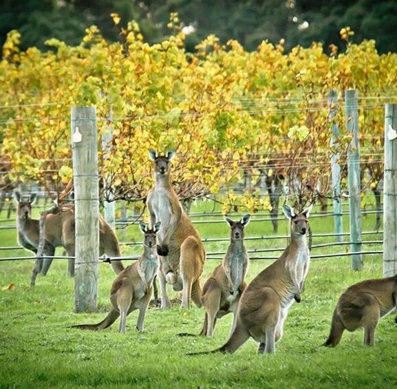 Picture 14 for Activity Margaret River: Full-Day Wine Tour