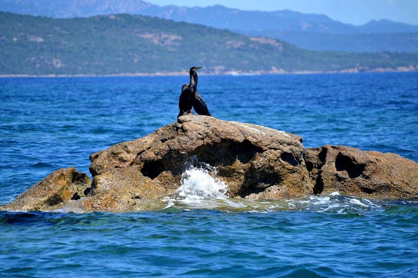 Picture 5 for Activity Porto Vecchio: Cerbicale and Lavezzi Islands Boat Day Trip