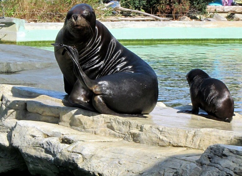 Picture 3 for Activity Vienna: Zoo with Private Flexible Transfers and Tickets