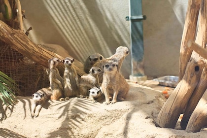 Flexible Private Transport to Schönbrunn Zoo Vienna