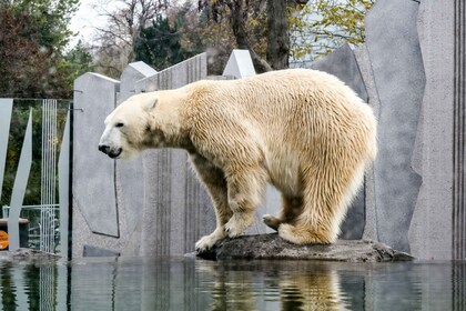 Viena: Zoo con traslados privados flexibles y entradas