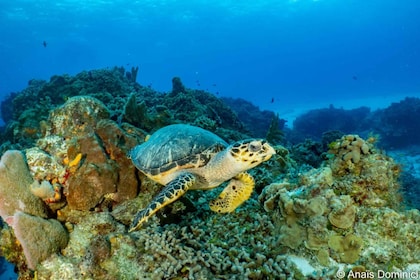 Cozumel: Ontdek duiken voor gebrevetteerde duikers