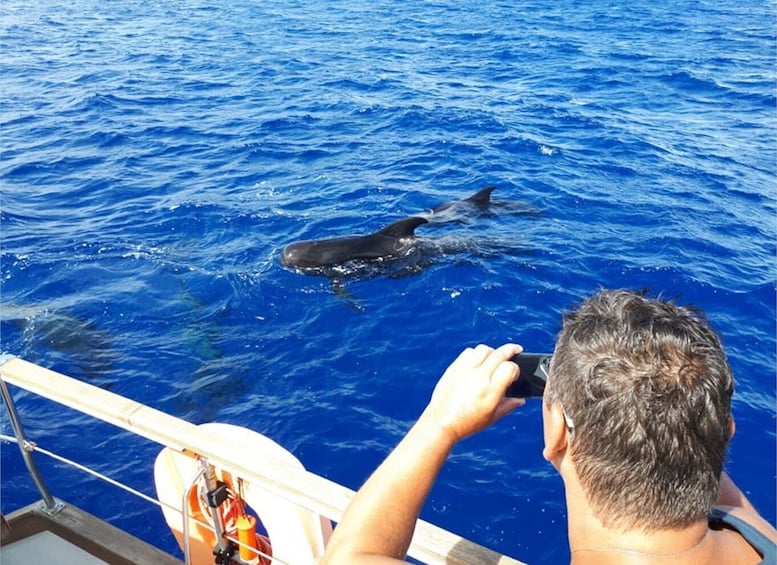 Picture 8 for Activity Funchal: Dolphin and Whale Watching Sailing Trip