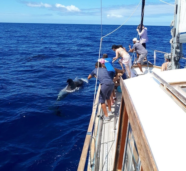 Picture 7 for Activity Funchal: Dolphin and Whale Watching Sailing Trip