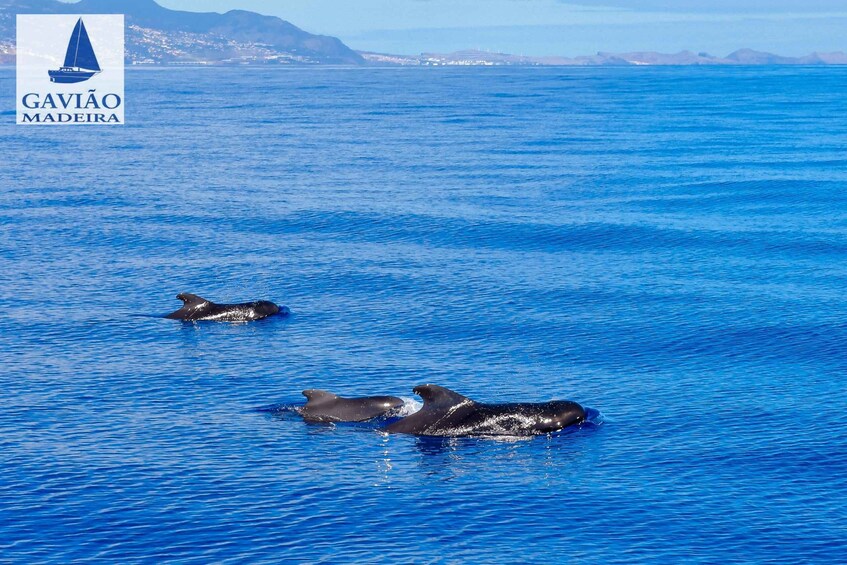 Picture 9 for Activity Funchal: Dolphin and Whale Watching Sailing Trip