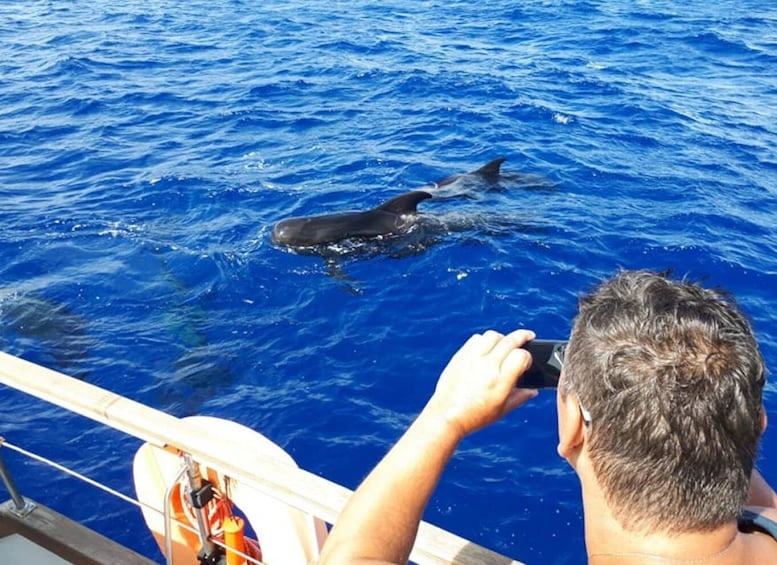 Picture 8 for Activity Funchal: Dolphin and Whale Watching Sailing Trip