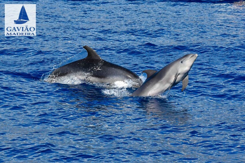 Picture 2 for Activity Funchal: Dolphin and Whale Watching Sailing Trip