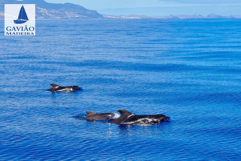 Picture 4 for Activity Funchal: Dolphin and Whale Watching Sailing Trip