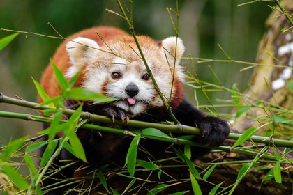 サンフランシスコ動物園入場券