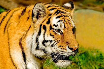 サンフランシスコ動物園入場券