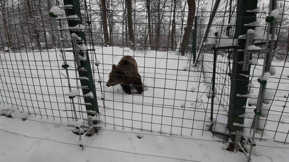 Picture 3 for Activity From Brasov: Libearty Bear Sanctuary Guided Tour