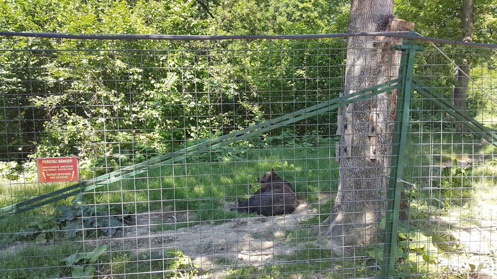 Picture 1 for Activity From Brasov: Libearty Bear Sanctuary Guided Tour