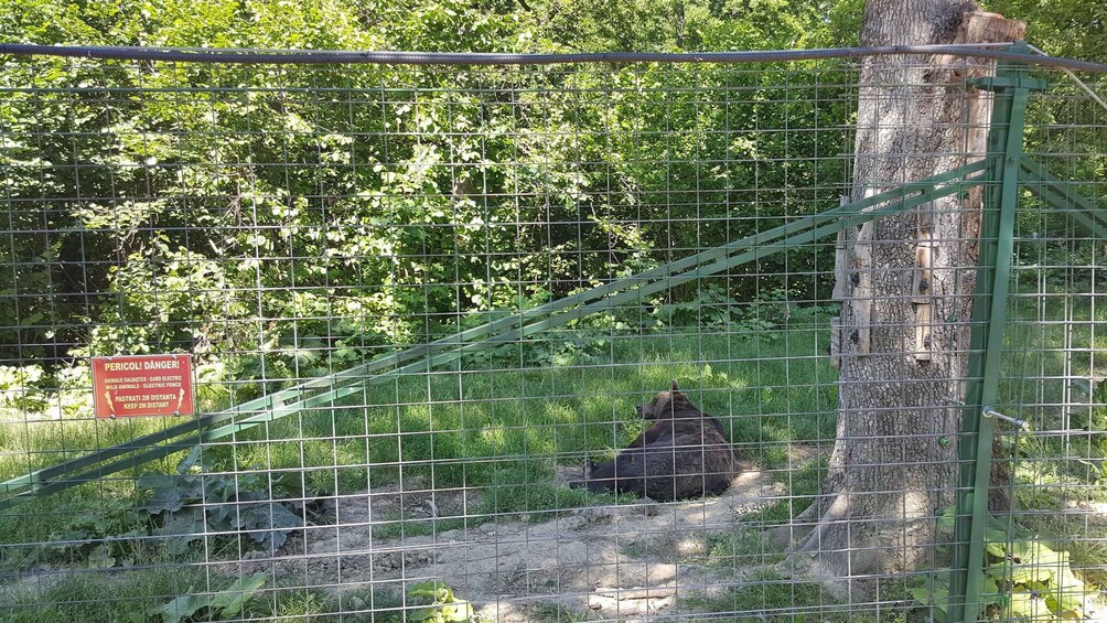 Picture 1 for Activity From Brasov: Libearty Bear Sanctuary Guided Tour