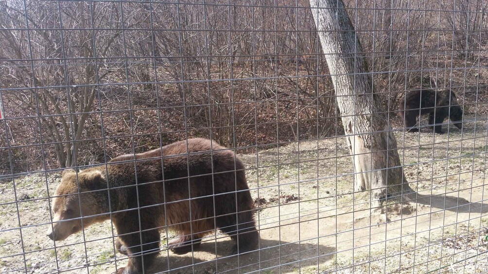 Picture 7 for Activity From Brasov: Libearty Bear Sanctuary Guided Tour