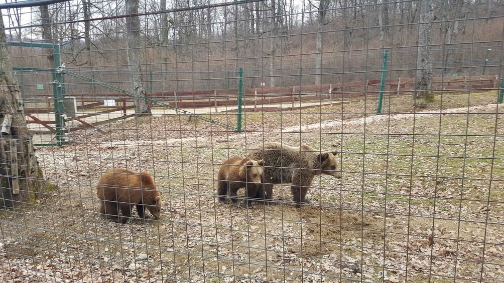 Picture 5 for Activity From Brasov: Libearty Bear Sanctuary Guided Tour