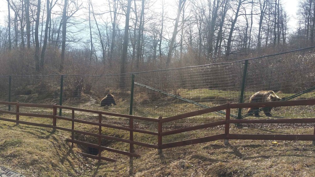 Picture 2 for Activity From Brasov: Libearty Bear Sanctuary Guided Tour