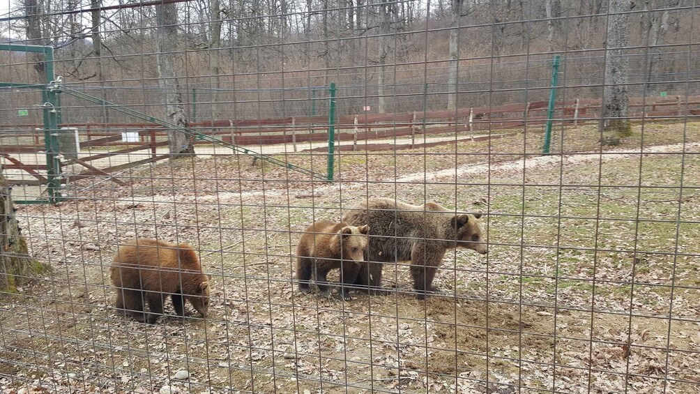 Picture 5 for Activity From Brasov: Libearty Bear Sanctuary Guided Tour