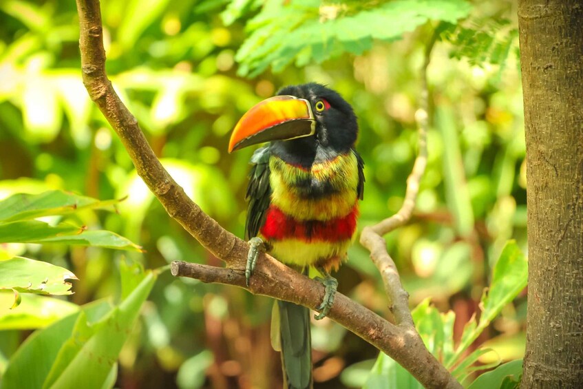 Picture 7 for Activity Diamante Eco Adventure Park: Costa Rican Cultural Experience