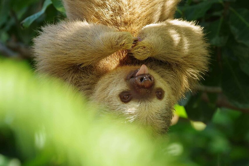 Picture 11 for Activity Diamante Eco Adventure Park: Costa Rican Cultural Experience