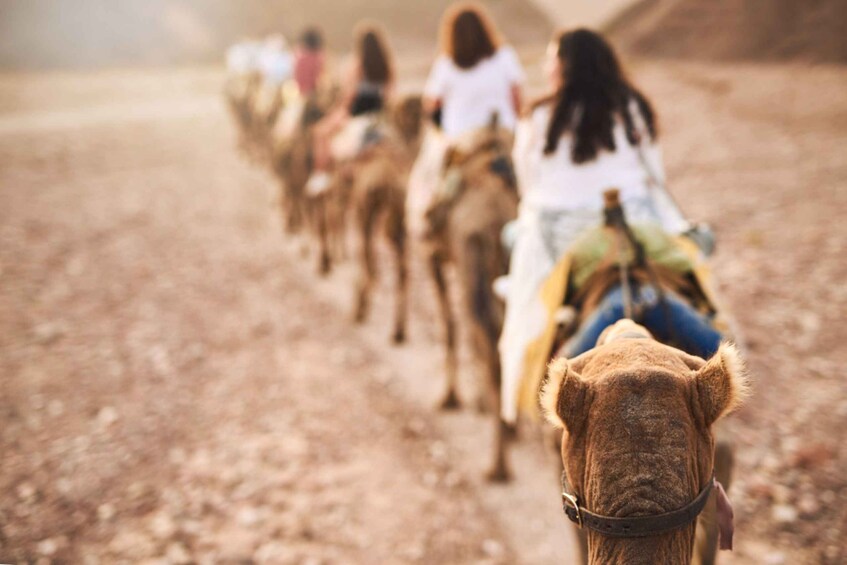 Picture 8 for Activity Agadir/Taghazout/Port: Camel Ride Tea & BBQ Option