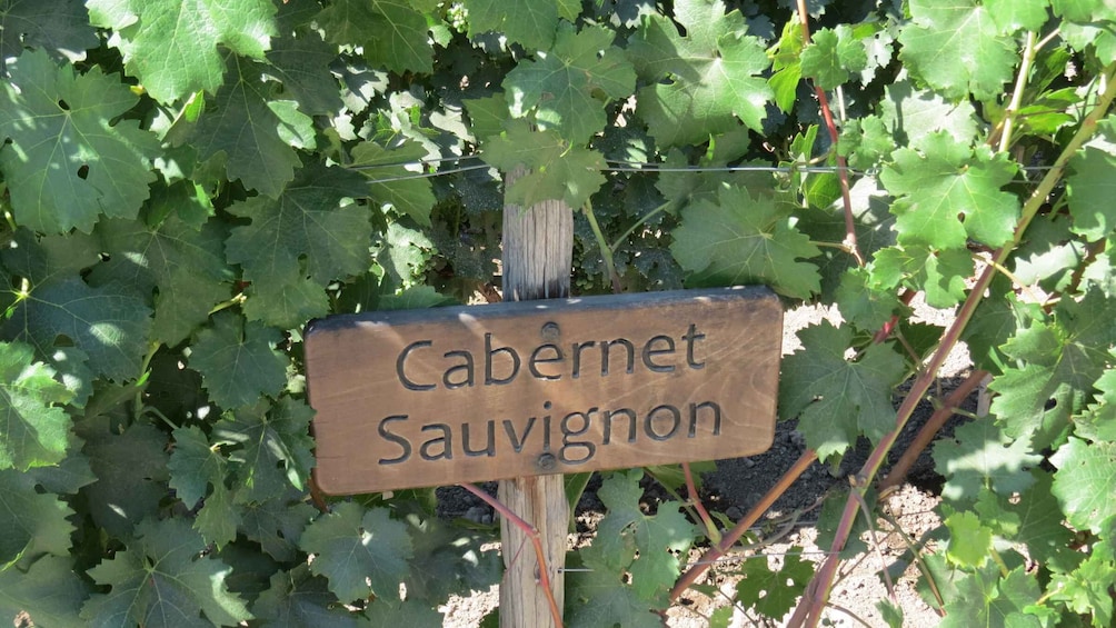 Picture 5 for Activity From Santiago: Concha y Toro Winery Tour with Transfer
