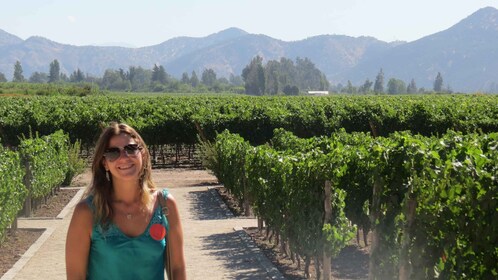 De Santiago : Concha y Toro Winery Tour avec transfert