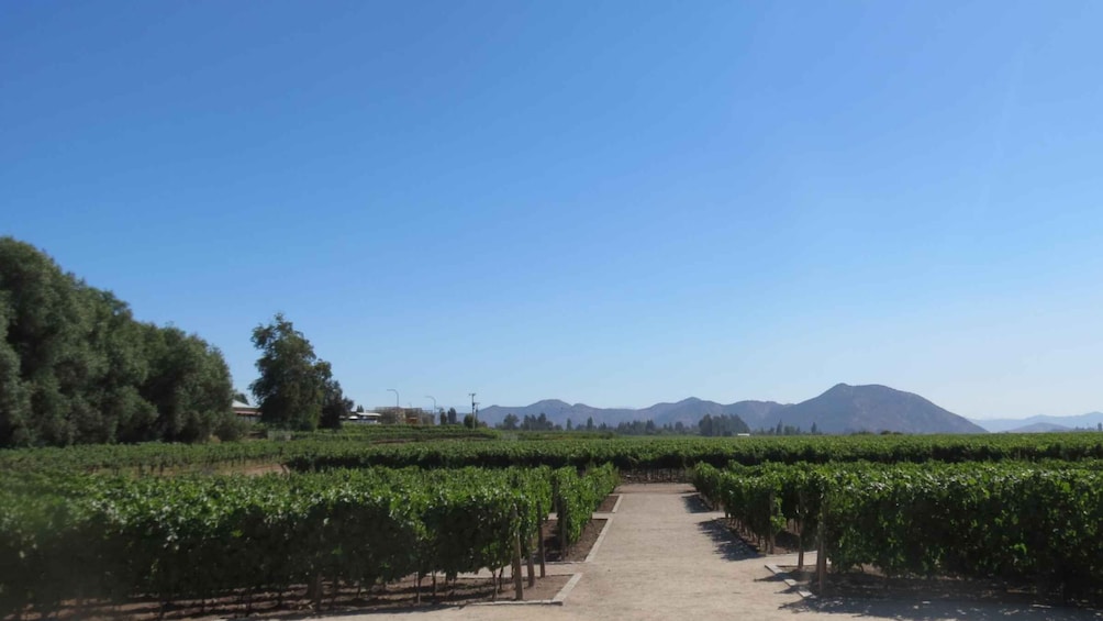Picture 4 for Activity From Santiago: Concha y Toro Winery Tour with Transfer