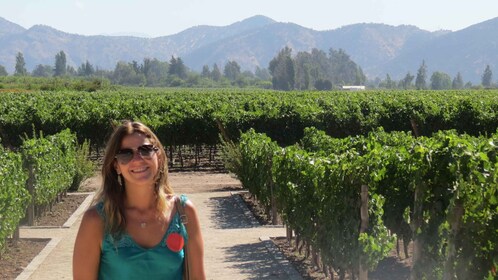 Desde Santiago: recorrido por la bodega Concha y Toro con traslado