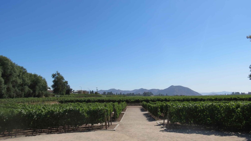 Picture 4 for Activity From Santiago: Concha y Toro Winery Tour with Transfer