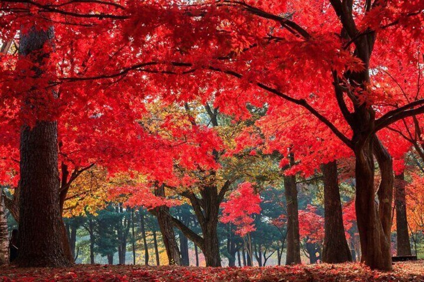 Nami Island & Garden of Morning Calm & Gangchon Railbike Tour