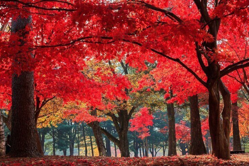Nami Island & Garden of Morning Calm & Gangchon Railbike Tour