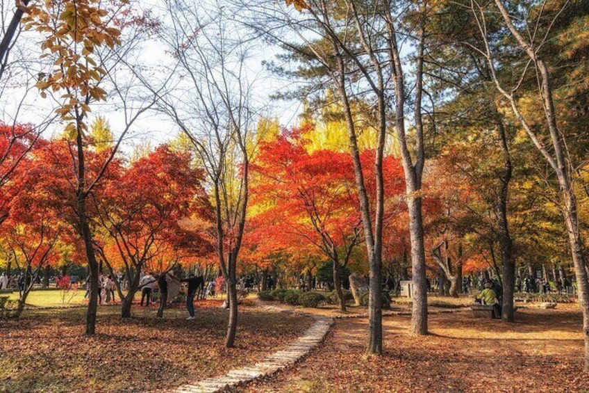 Nami Island & Garden of Morning Calm & Gangchon Railbike Tour