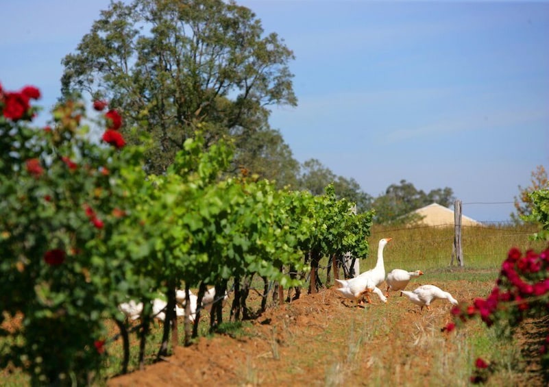 Picture 10 for Activity Hunter Valley: Uncork the Hunter Full-Day Wine Tour