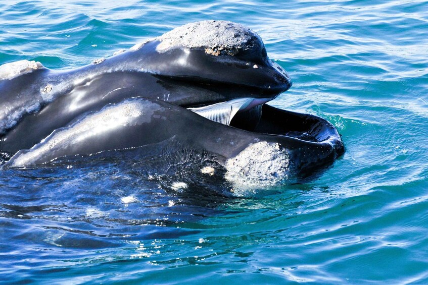 Picture 6 for Activity Victor Harbor: Whale Watching Cruise with Live Commentary