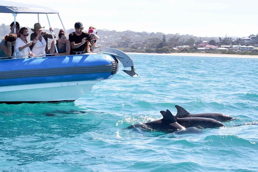 Victor Harbor: Whale Watching Cruise with Live Commentary