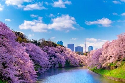 Sakura Cherry Blossom Private Tour with Native Japanese Driver
