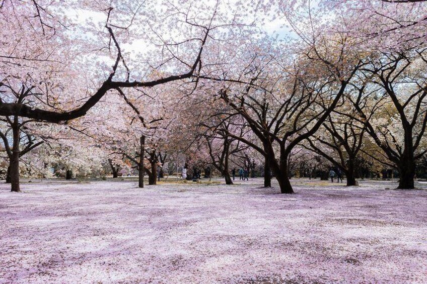 Shinjuku Gyoen
