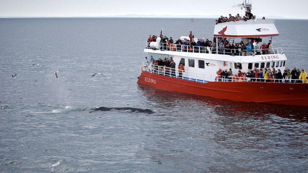 Scenic view of the Reykjavik Classic Whale Watching Cruise