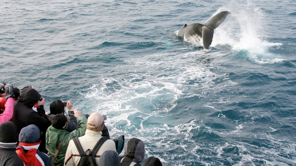 Tourists enjoying the Reykjavik Classic Whale Watching Cruise