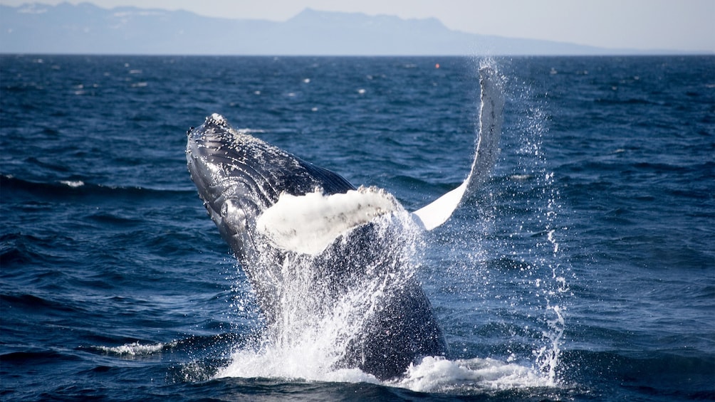 Close view on the Reykjavik Classic Whale Watching Cruise