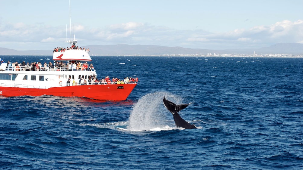 Reykjavik Classic Whale Watching Cruise