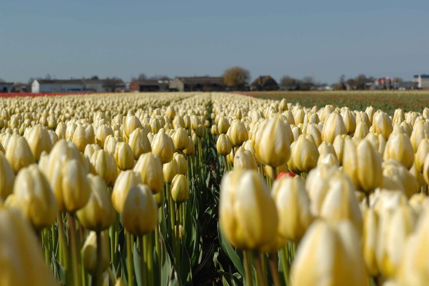 Picture 2 for Activity Amsterdam: Half-Day Flower Fields and Keukenhof Bicycle Tour