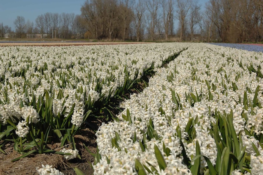 Picture 4 for Activity Amsterdam: Half-Day Flower Fields and Keukenhof Bicycle Tour