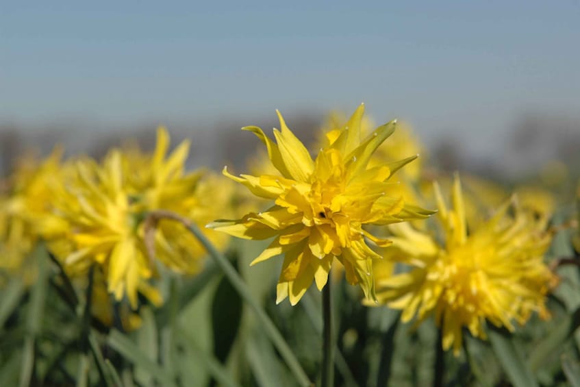 Picture 3 for Activity Amsterdam: Half-Day Flower Fields and Keukenhof Bicycle Tour