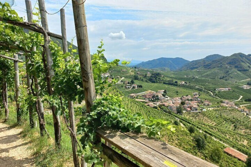 Prosecco Hills Guided Tour with Wine Tasting and Lunch