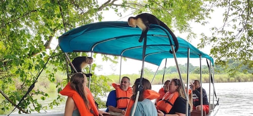 L'île aux singes et Eco croisière excursion à l'intérieur du canal de Panam...