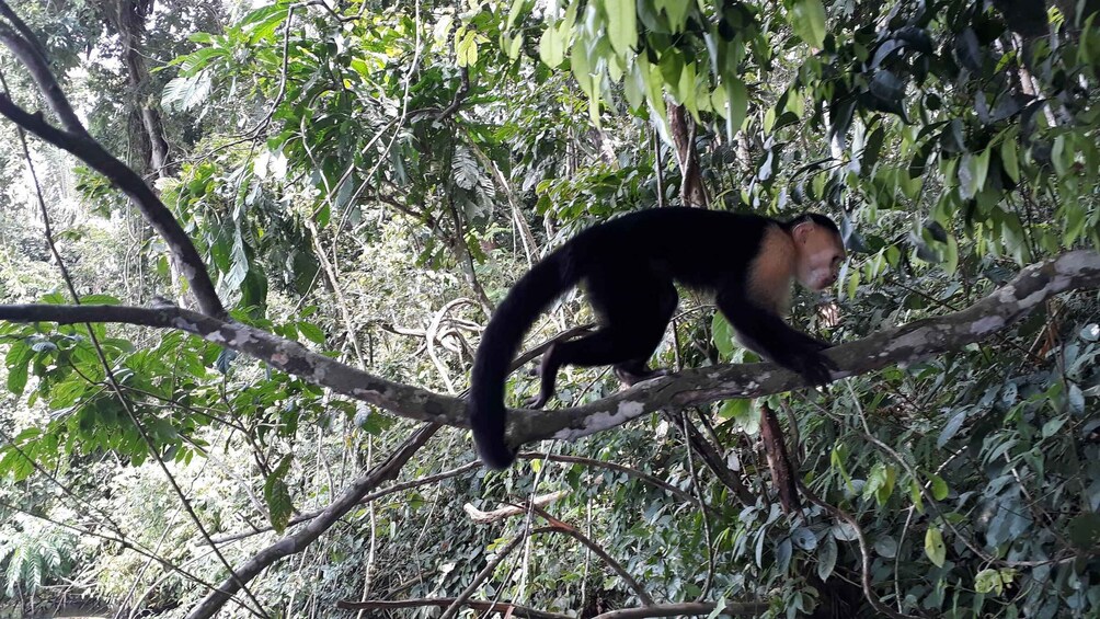 Picture 5 for Activity Monkey Islands & Eco Cruise inside Panama Canal